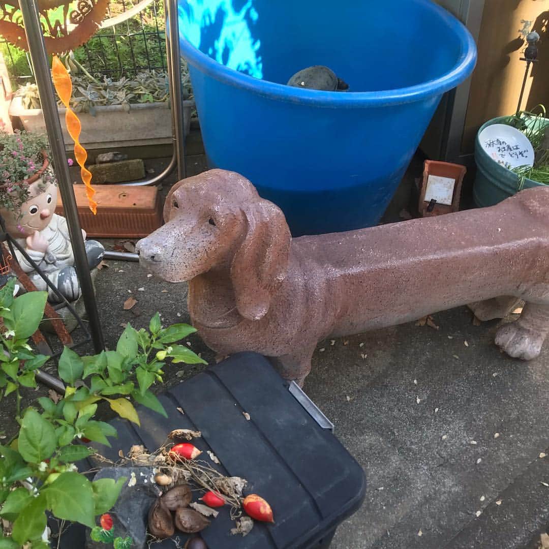 小田部仁のインスタグラム：「#dog」