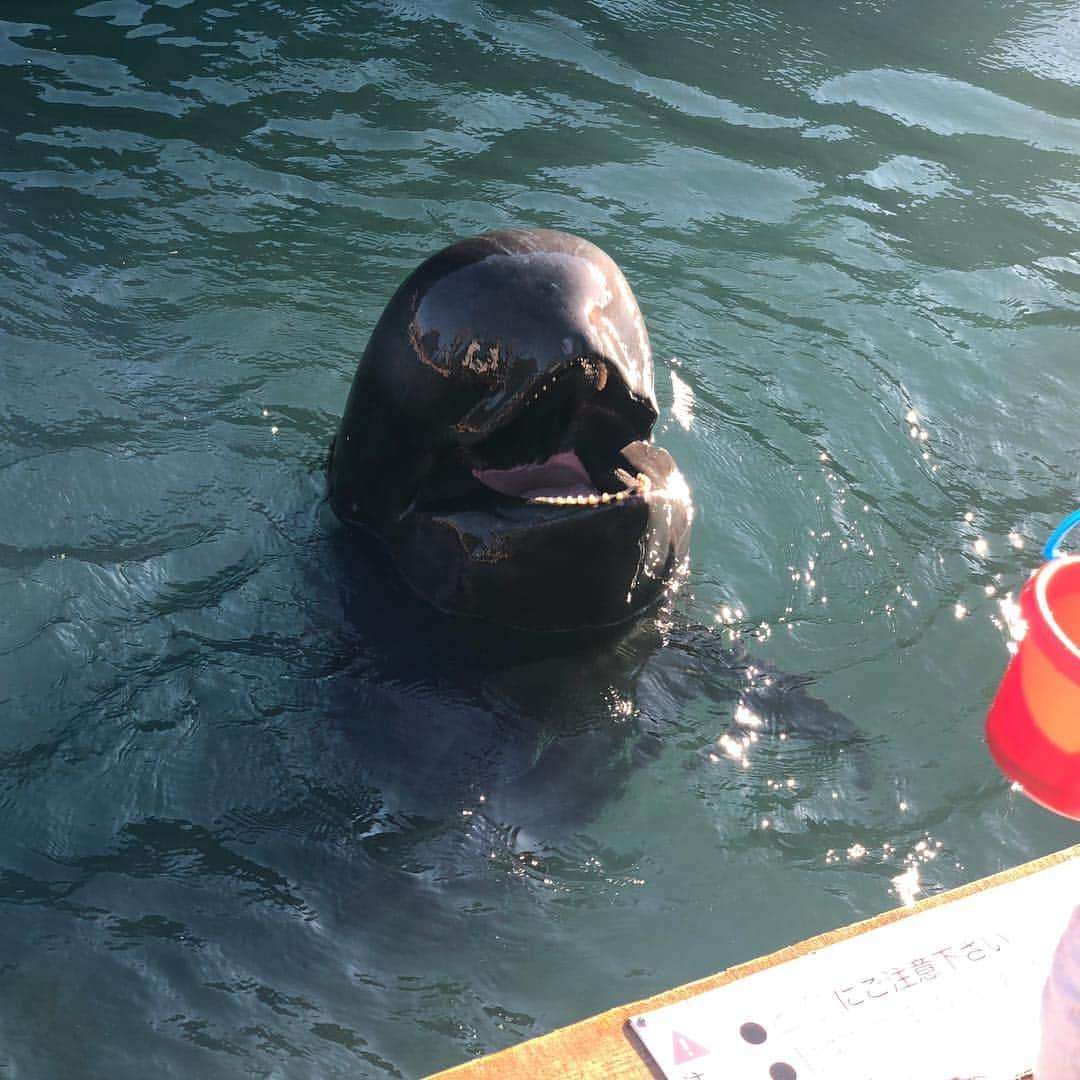 笛木優子さんのインスタグラム写真 - (笛木優子Instagram)「🐳🌊 和歌山は鯨が有名です🐋 かわいい💕  #和歌山 #insta_wakayama#太地町立くじらの博物館」10月21日 14時28分 - yukofuekiyumin