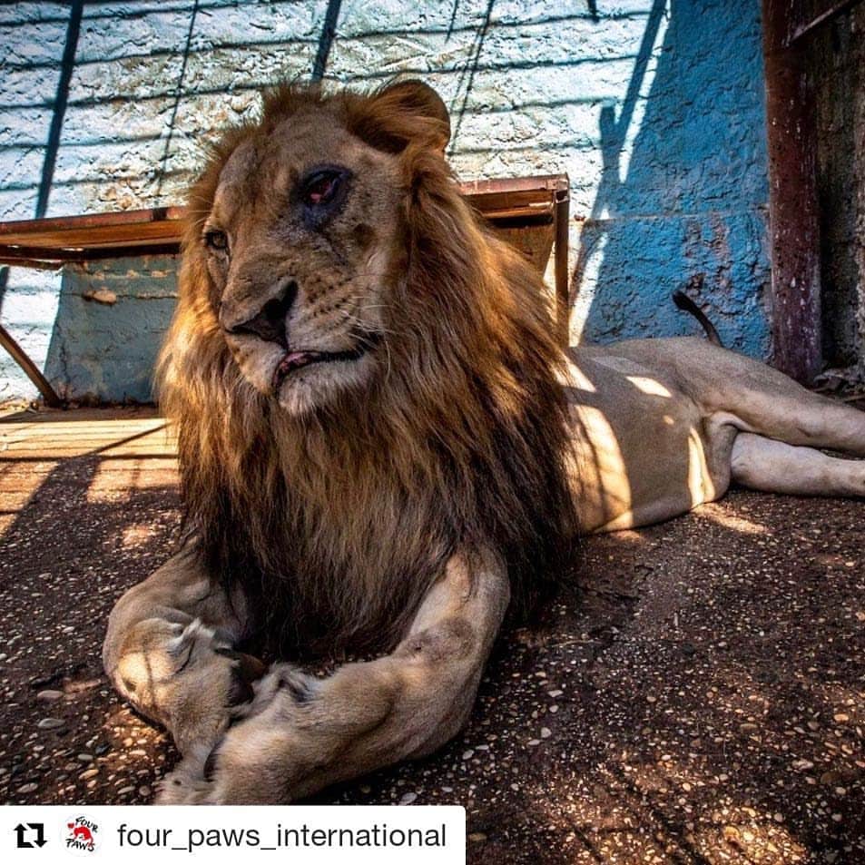 Bearsのインスタグラム：「#Repost @four_paws_international (@get_repost) ・・・ ⛔ #NoMoreFierZoo 🦁  Lenci, the lion ❗️ This picture has been doing the rounds globally for a few days now. It pictures an incredibly sad lion named Lenci, who has been kept in these horrible conditions for his entire life! You can clearly see how bad his health must be. One of Lenci’s eyes is very damaged – probably conjunctivitis that needs to be treated as soon as possible. But this cannot be done here due to the poor hygienic conditions in this zoo. Hang in there, Lenci, we’ll get you out of here! We are going to need all the help we can get to save these animals from suffering in silence and isolation. ➡️Please support us with a donation! [LINK IN BIO] . . . . . . #FOURPAWS #VIERPFOTEN #NoMoreFierZoo #lion #wildanimal #suffering #sos #help #rescue #wildanimals #animalrights #animalwelfare #sad #emotional #save #hell #zoo #cage #trapped #health #eyes #infection」