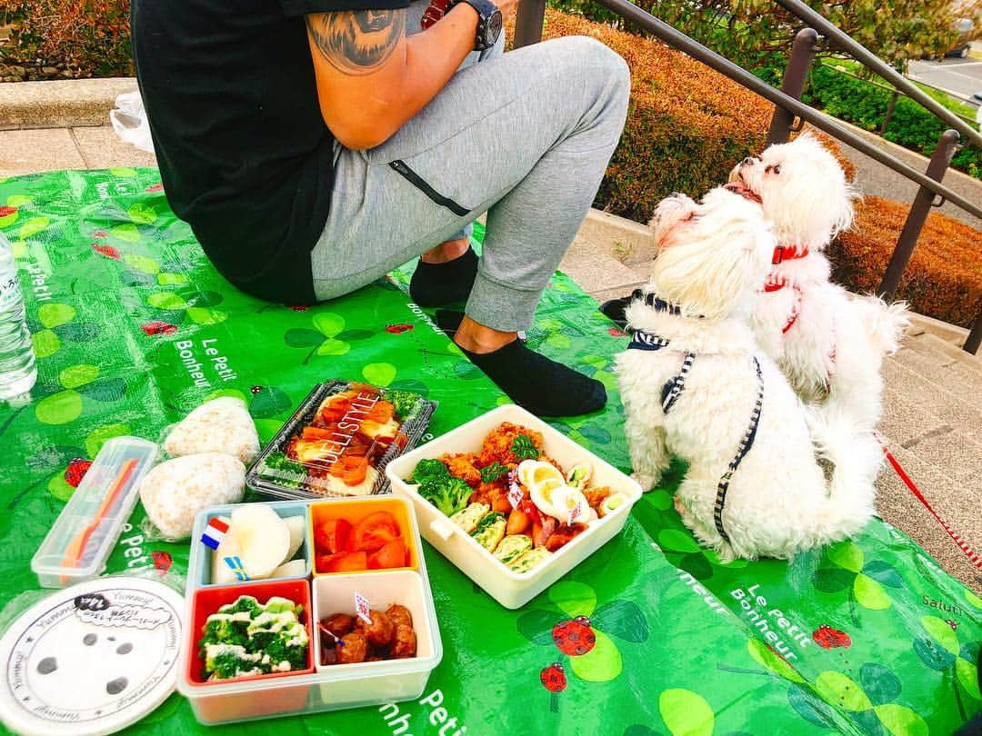 七菜香さんのインスタグラム写真 - (七菜香Instagram)「picnic🐩👫💞 初めてお弁当作った✌🏻 謎にぷちトマトが売り切れてて色味悪いけどw 飛行機みるの好きだから←伊丹のスカイパークまで 連れて行ってくれたのだけど 離着陸が間近で見れてずっと興奮☺️ 楽しかったし美味しかったし最高👌💕 ・ ・ ・ ・ ・ ・ ・ ・ #lunchbox #yummy #food #riceball #cooking #madebyme #picnic #chillout #fun #goodday #instafood #instagood #お弁当 #ピクニック #七菜香飯 #👫💞」10月22日 19時18分 - nanaka0118