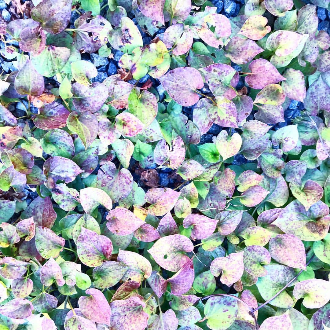 魔女菅原のグルメインスタ