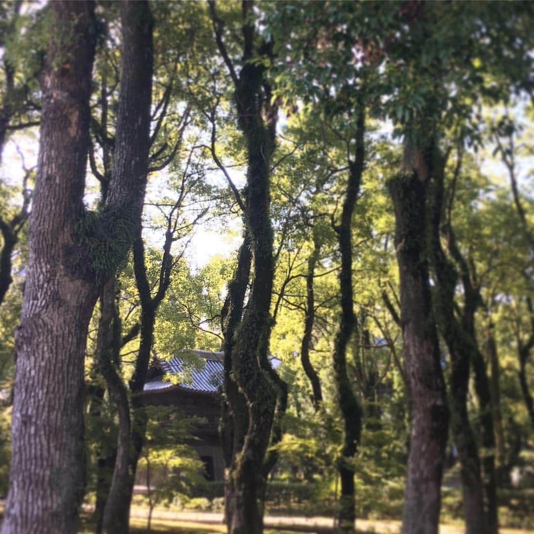 高岡早紀 さんのインスタグラム写真 - (高岡早紀 Instagram)「休演日。 友人のお墓まいりへ… 街中とは思えないほどの森林に囲まれて、静粛な気が漂う素敵な場所… 穏やかな午後が過ぎてゆきました。。」10月22日 16時51分 - saki_takaoka