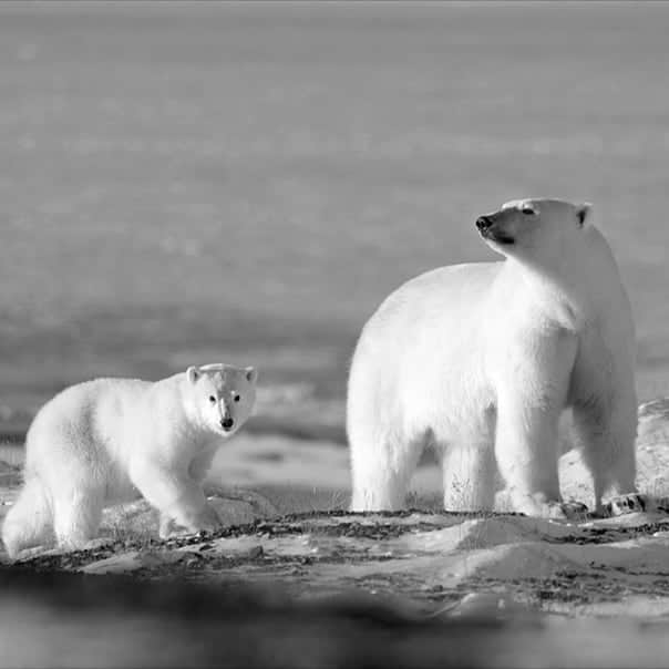 Polar Bearsのインスタグラム：「Just beautiful ! 😍 . #savepolarbears #polarcouture #savethearctic #saveourseaice #polarbear #climatechange #globalwarming #sustainability #sustainableliving #polarlove #sustainablestyle #lovemom #lovepolarbears #saveouroceans #arcticprotection #northpole #orsopolare #ourspolaire #monaco #cotedazur  #frenchriviera #casualchic #wildlifeprotection #wildlifeadventures #plasticfreeoceans」