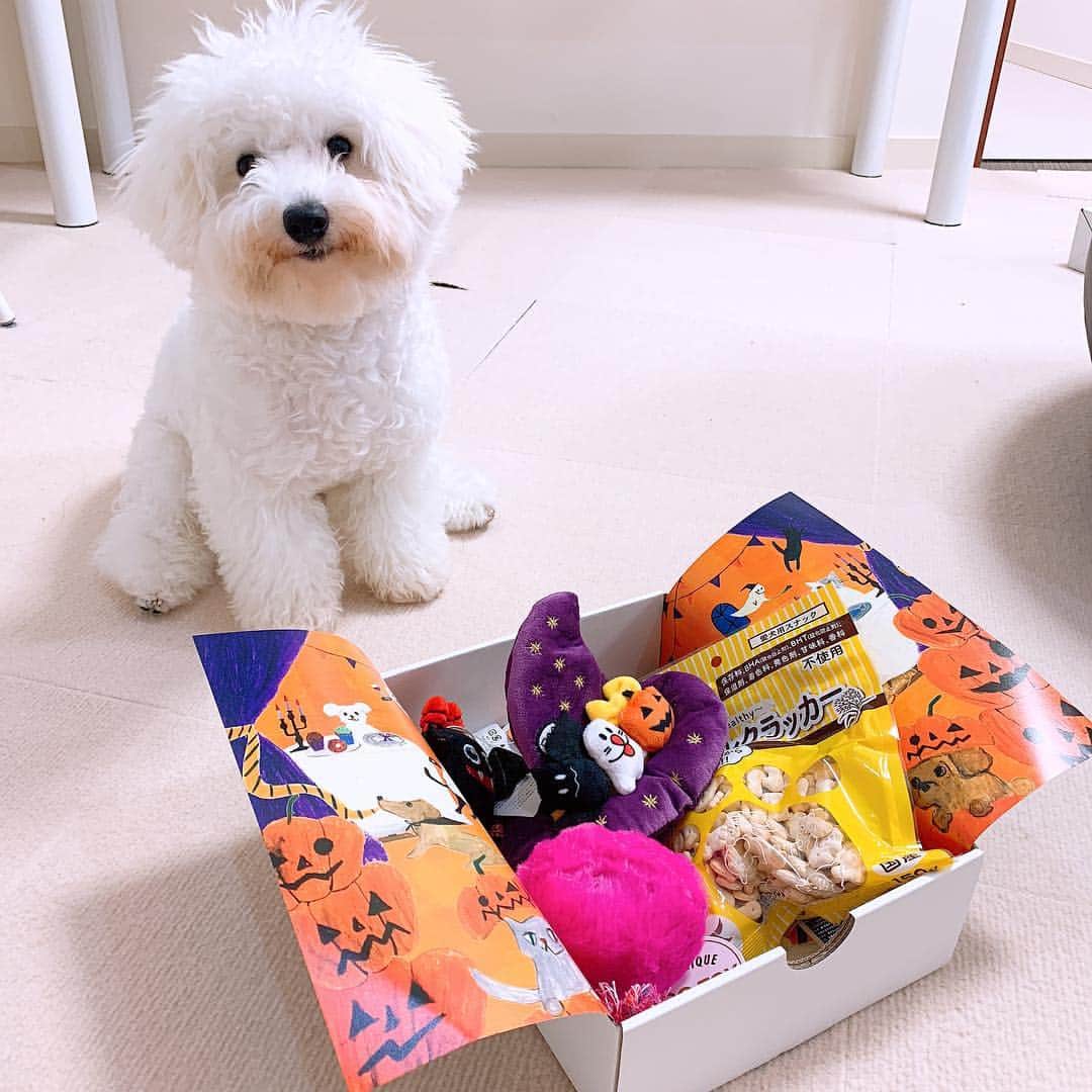 のインスタグラム：「ハナマサ大歓喜なペコボックス #ペコボックス #pecobox #hanamasagram #ビションフリーゼ #ハナマサグラム」