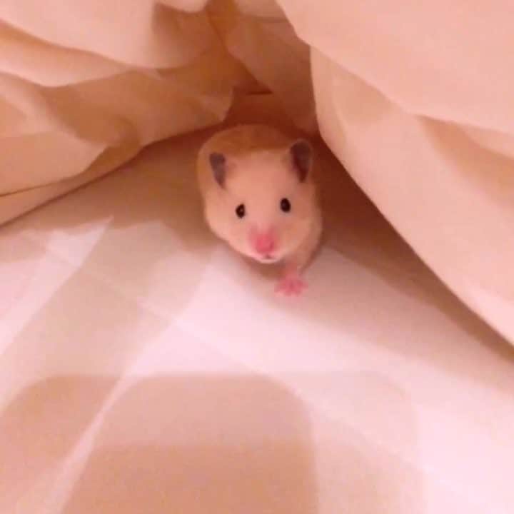 小桃音まいのインスタグラム：「初めてのそち動画🐹💓 #ハムスター #ハムスターのいる生活 #ハムスター好きな人と繋がりたい #はむすたぐらむ #hamster #hamstergram #hamsterlove #キンクマ #キンクマハムスター #ハムスター動画」