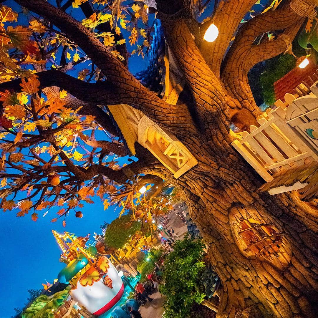 のインスタグラム：「Do you know who's living in this tree house? 2人はいつも、ここでいたずらを考えているのかな？ #chipndalestreehouse #toontown #tokyodisneyland #tokyodisneyresort #acorn #チップとデールのツリーハウス #トゥーンタウン #東京ディズニーランド #東京ディズニーリゾート #ドナルドのボート #どんぐり」