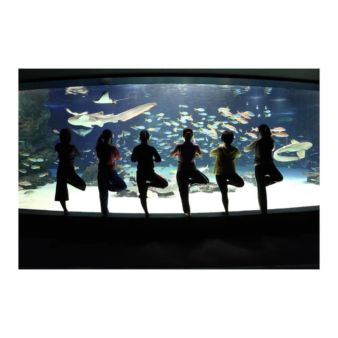 バブルランのインスタグラム：「. 🐬#サンシャイン水族館 でナイトヨガ🧘‍♀️ 2018年11月21日(水) 🔍「スポーツワン ヨガ」で検索 . #夜の水族館 で特別な体験をしてみませんか😊？ . #サンシャイン女子道 #スポーツワン #ヨガ #ヨガ女子 #池袋」