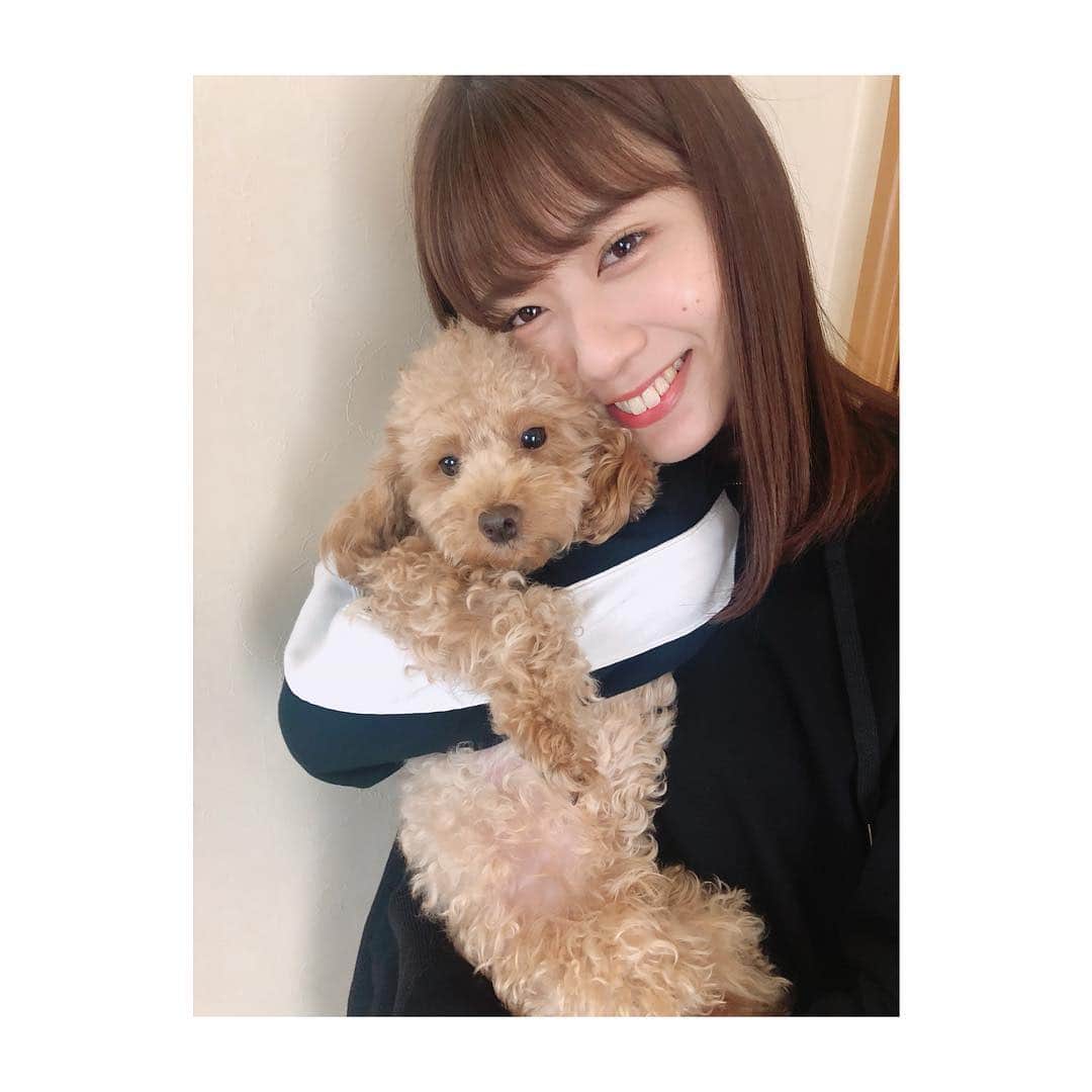 清水麻璃亜のインスタグラム：「* 清水家の犬担当「ぽんず」です🐶」