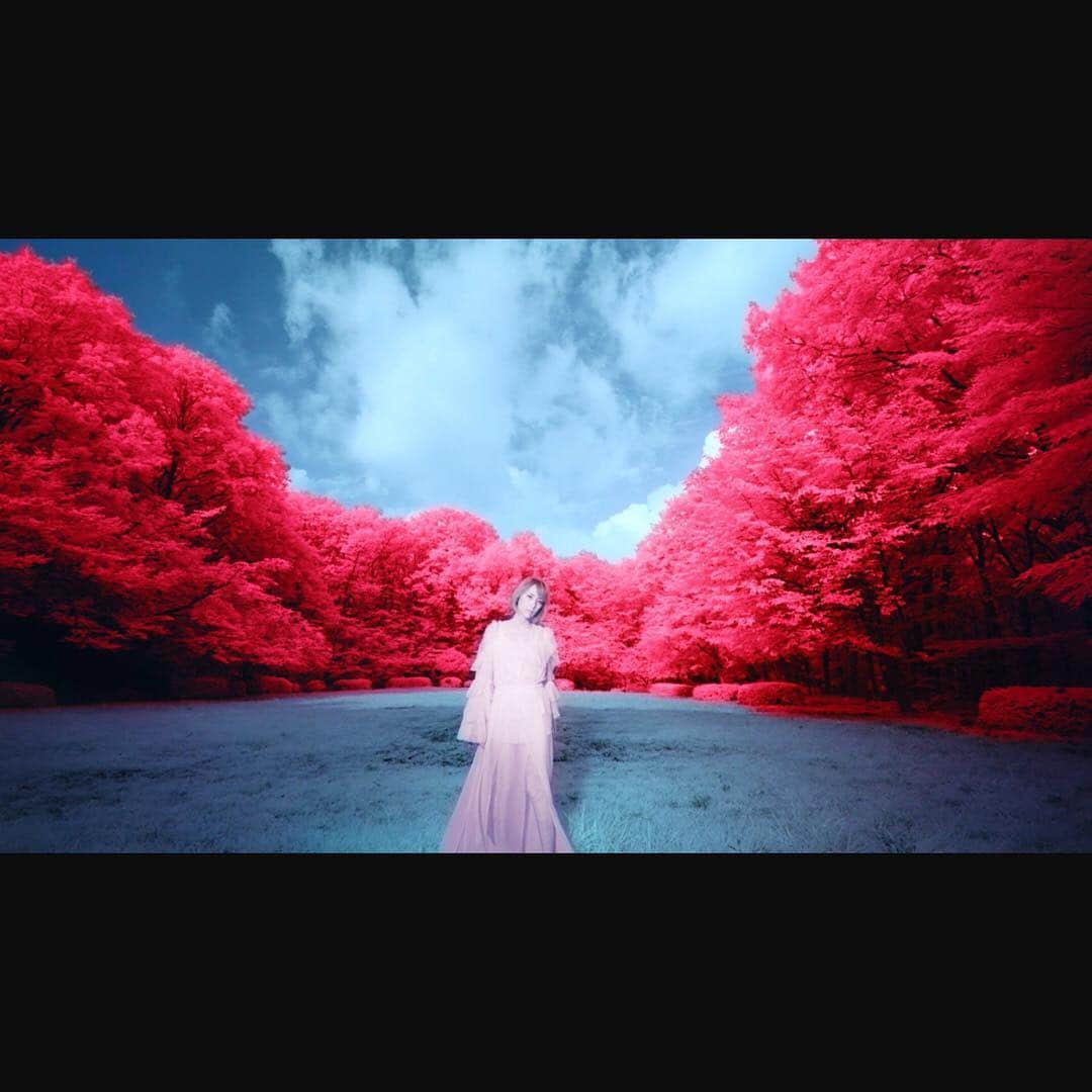のインスタグラム：「#本日リリース #新曲 #アイリス # #10月24日 #アイリスMV #赤外線撮影 #藍井エイル #エイル #ソードアートオンライン #EDテーマ #SAO #sao_anime #aoieir #eiraoi #newsingle #iris #swordartonline」