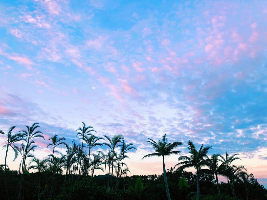 澤井玲未のインスタグラム：「#mic21#diving#scubadiving#palmtree#morning#sky」