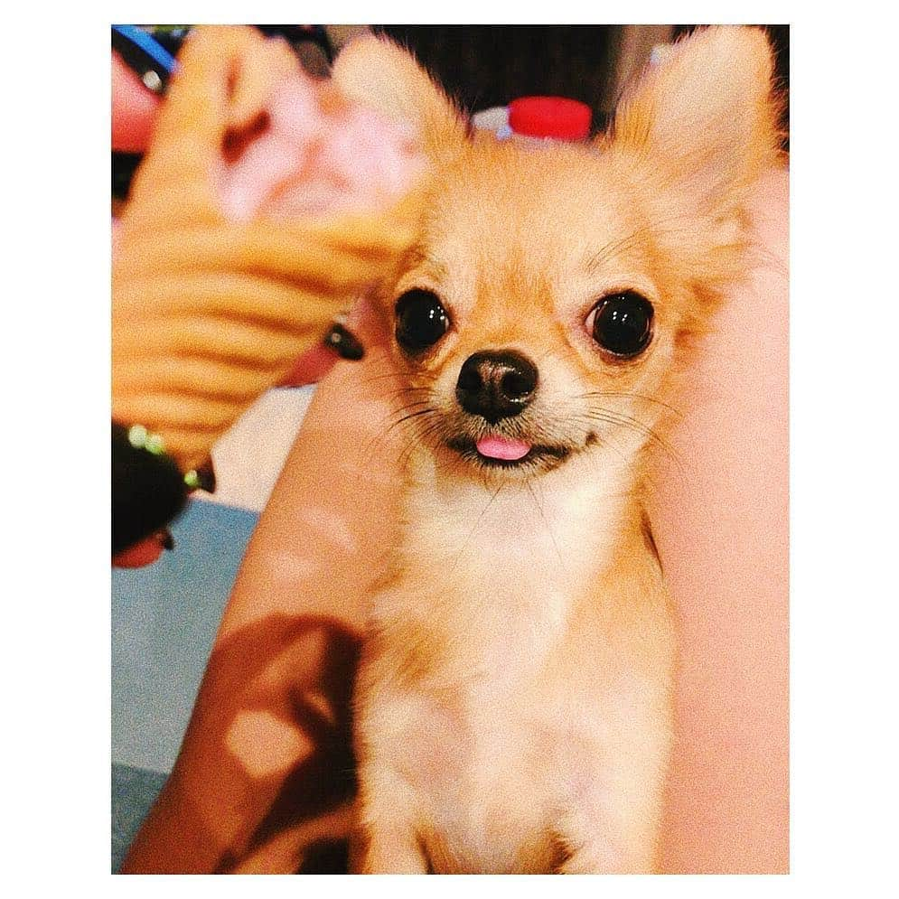 水谷望愛さんのインスタグラム写真 - (水谷望愛Instagram)「🍦 ❤️ ❤️ ❤️ 👅#🐕#👅#🐶#カプリコ#wantit#dogstagram#chihuahua#charlie#charles」10月25日 0時13分 - noa0209_x_x_