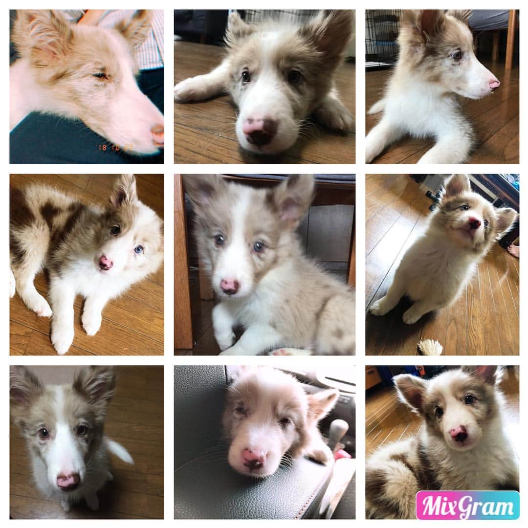 のインスタグラム：「New face😆日々成長中！ #ルーク#やんちゃ坊主#毎日癒し みんなルークと遊んでーー🐶」