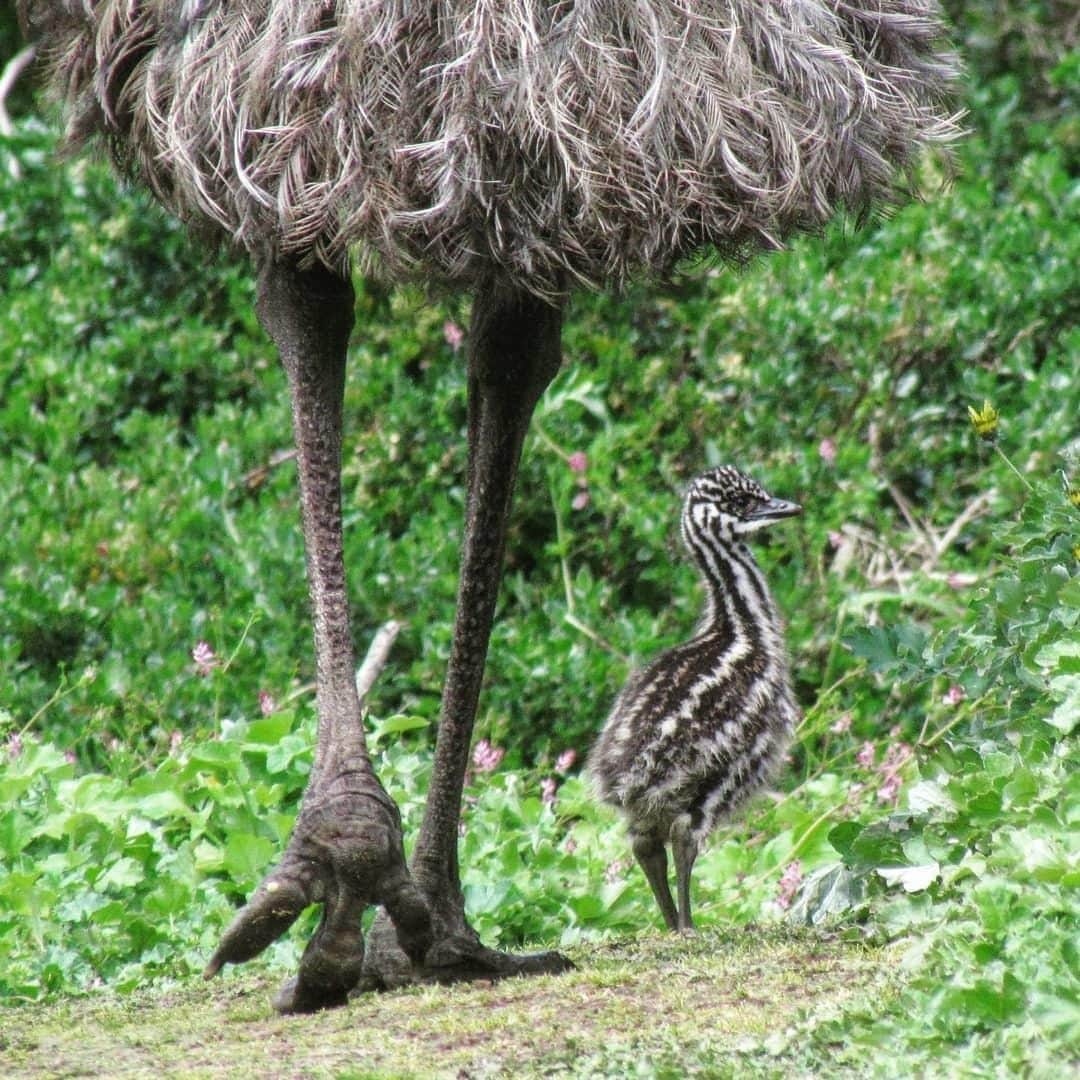 Australiaさんのインスタグラム写真 - (AustraliaInstagram)「“Just you wait, one day I’ll be taller than you!” @ambrielllx spotted this little #emu family at #TowerHillWildlifeReserve near @iamportfairy, which is a popular stop on @visitgreatoceanroad as it’s only an hour west of @visit12apostles. This scenic section of Australian bushland sits inside a dormant volcano, and is home to an abundance of Aussie #wildlife, including emus, koalas, kangaroos, wallabies, echidnas and many kinds of birds. Join a guided ‘bush and nature’ walking tour onsite and learn all about the natural habitat that these native animals call home.  #seeaustralia #visitvictoria #iamportfairy #visitgreatoceanroad」10月25日 19時00分 - australia