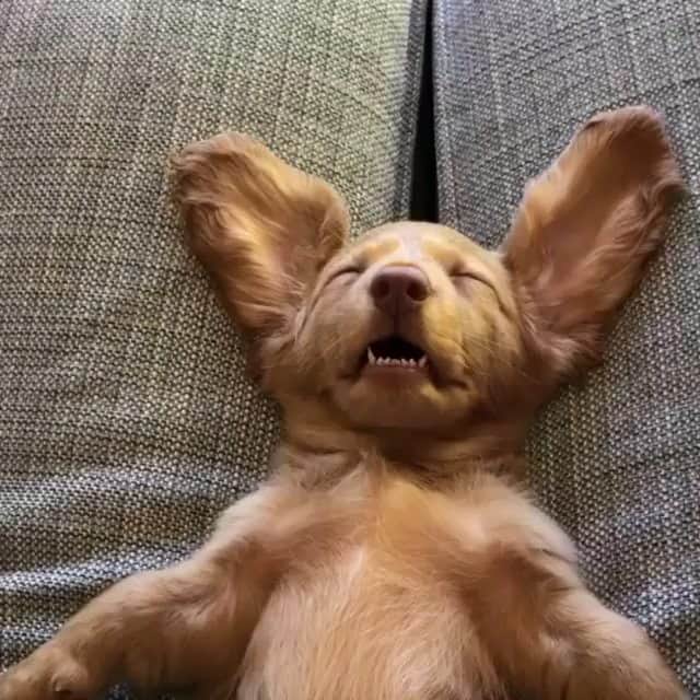 Animalsのインスタグラム：「Me after lunch. via @winston_and_harriet」