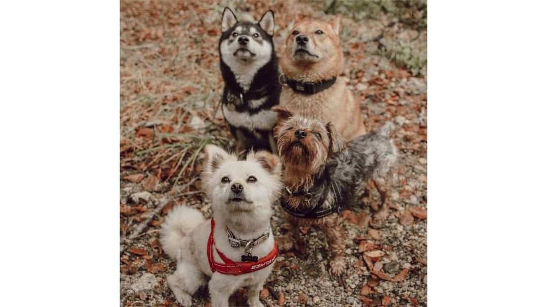 W E Y L I Eのインスタグラム：「I know you guys have been wanting to know Navi’s DNA results! Last month, we did a DNA test through @wisdompanel and we found that Navi is 62.5% Pomeranian, 12.5% Shiba Inu, 12.5% mi-ki and 12.5% mixed breed. Who knew she was mixed with so many different breeds! I also found that she MAY be prone to a particular disease, so I can look out for that. So cool! Now that we know more about her, we can better care for our wittle Navs! Use code Weylie10 for $10 off your own kit! #dogDNA #ad」