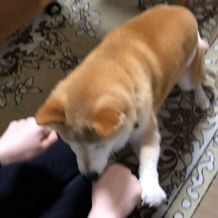 のインスタグラム：「ai-chan 🐶🎥 Which one？🍪your snack🙌 Ding ding ding! Correct! You got it wrong⤵︎ ☺️😂☺️ . どっちだ! 🍪 おりこうさん と あっぽちん 😂☺️😂 かしこいかしこい🐕🧡 . #15歳 #15yearsold #aichan #老柴 #shibadogs」