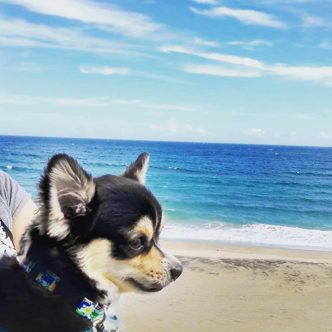 今井寿子のインスタグラム：「夏の思い出です🌞 🌊勝浦タンタンメン🍜を食べに行き （ピザも頼んでしまいました😅） 大多喜廻って　森の中にある ハンバーガー🍔食べにいきました🐶  炭水化物の思い出です😱  #今井寿子 #HisakoImai #CapsuleAgency #カプセルエージェンシー #海 #房総海 #勝浦 #勝浦タンタンメン #DiningBar #RAGTIME #大多喜 #KAMO #kitchen #ハンバーガー #チワワ」