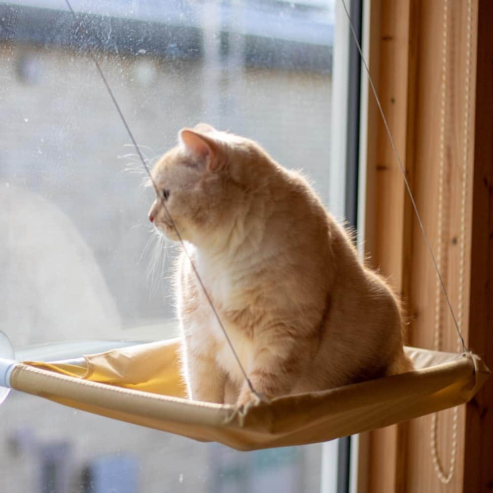 マアルのインスタグラム：「外を見つめる,琥珀ちゃん🐱お客様の猫さん紹介です。 #北海道 #旭川 #猫ホテル #クリーム」