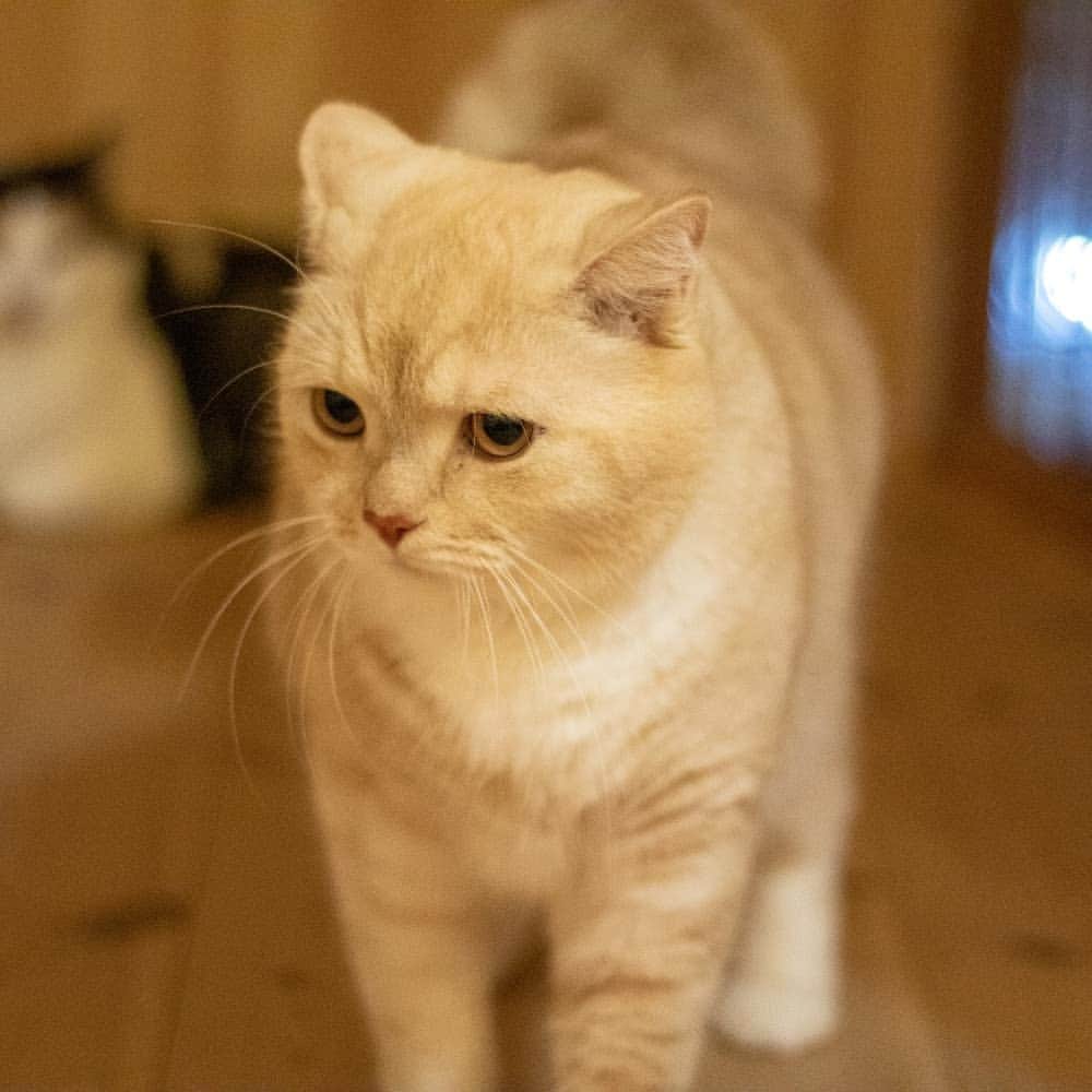 マアルさんのインスタグラム写真 - (マアルInstagram)「外を見つめる,琥珀ちゃん🐱お客様の猫さん紹介です。 #北海道 #旭川 #猫ホテル #クリーム」10月27日 21時25分 - psmaaru