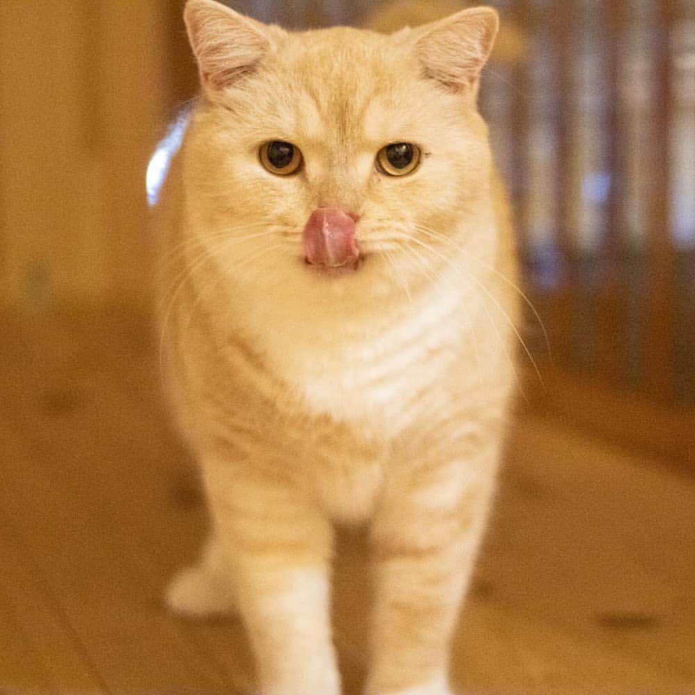 マアルさんのインスタグラム写真 - (マアルInstagram)「外を見つめる,琥珀ちゃん🐱お客様の猫さん紹介です。 #北海道 #旭川 #猫ホテル #クリーム」10月27日 21時25分 - psmaaru
