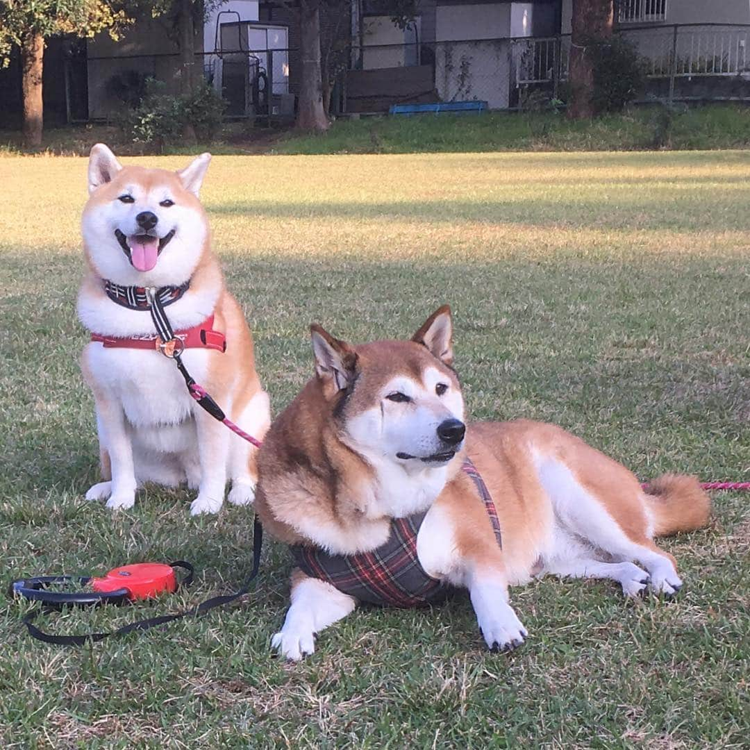 てんパパさんのインスタグラム写真 - (てんパパInstagram)「昨日はくるみちゃんと久々に会って来たよー とっても楽しかったー！ #ジョンソンタウン #くるてん @o_kurumi @wankojirowan @ten_shiba_inu」10月28日 7時16分 - tenchan.shiba