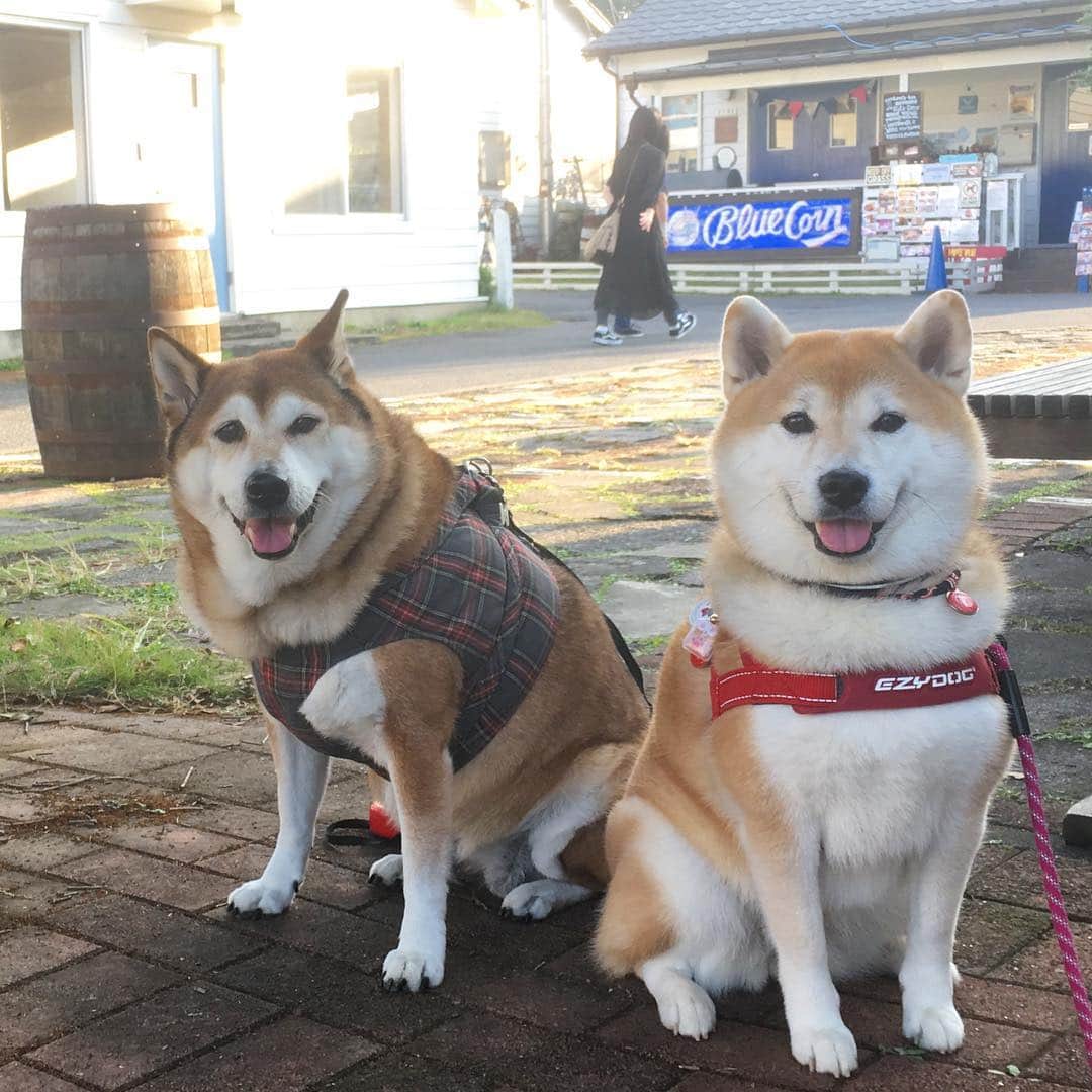 てんパパのグルメインスタ