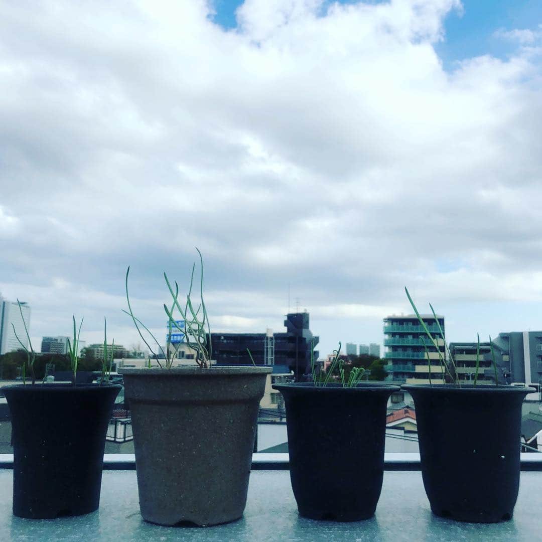 Kaneyasuさんのインスタグラム写真 - (KaneyasuInstagram)「冬だけ生えるやつらが、今年も生えてきた。 嬉しくて水をあげたら、ダラダラ伸びてしまった。厳しく育てなければ。  #トラキアンドラ #トラキアンドラトルチリス #trachyandra #trachyandratortilis #多肉植物 #plants」10月28日 14時58分 - kaneyasu