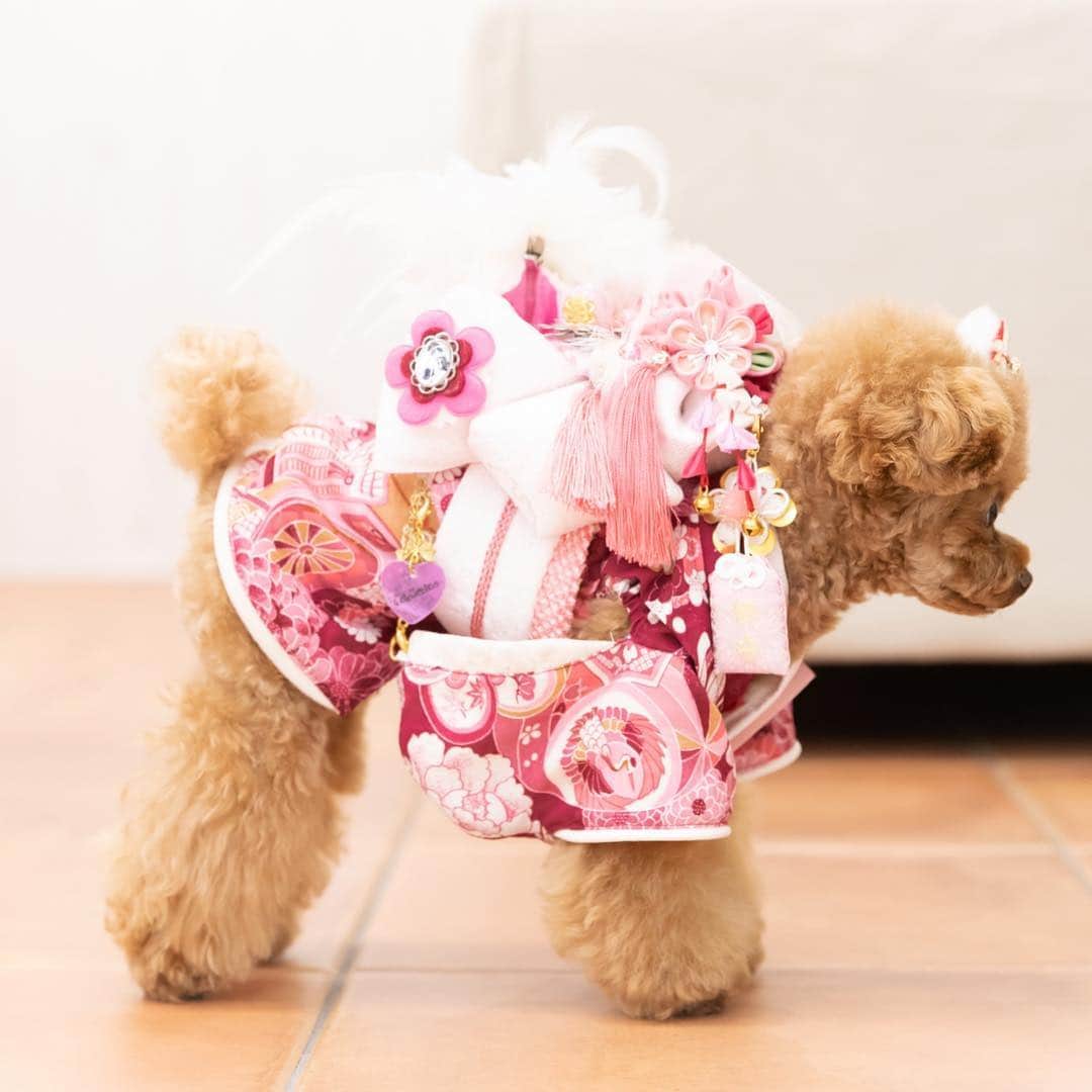 ? Tia ?さんのインスタグラム写真 - (? Tia ?Instagram)「横からのアングルが可愛かったので載せます😍💕💕 … … ‥ #toypoodle #teacuppoodle #lovemydog #着物 #癒しわんこ #kimono #トイプードル #cutepoodle #excellent_dogs #エキゾチカ #poodlesofinstagram #petsofinstagram #cutest #instadog  #dogmodel #modeldog #cutedog #トイプー #teddybear #instaphoto #todayswanko #きもの #japan_of_insta #ig_japan #kimonostyle #kimonofashion #toypoodlesofinstagram」10月29日 1時01分 - tia1101