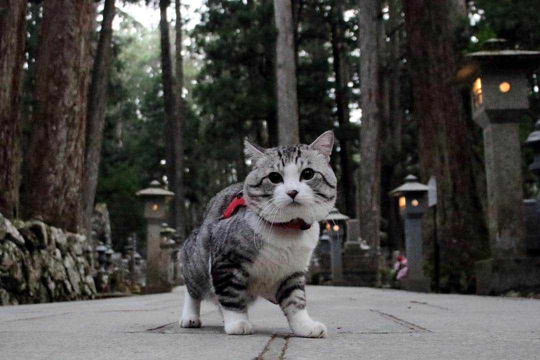 Nyankichi Noranekoさんのインスタグラム写真 - (Nyankichi NoranekoInstagram)「和歌山県高野山の思い出❣️ #ねこ #고양이 #kot #猫 #ネコ #cat #にゃんすたぐらむ #ニャンスタグラム #gato #ねこ部 #旅猫 #高野山 #和歌山 #宿坊 #報恩院 #奥之院」10月28日 17時50分 - noraneko_nyankichi