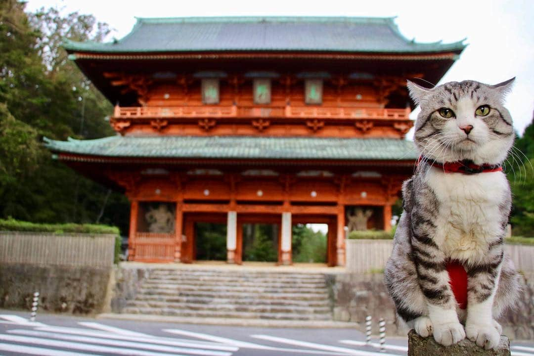 Nyankichi Noranekoさんのインスタグラム写真 - (Nyankichi NoranekoInstagram)「和歌山県高野山の思い出❣️ #ねこ #고양이 #kot #猫 #ネコ #cat #にゃんすたぐらむ #ニャンスタグラム #gato #ねこ部 #旅猫 #高野山 #和歌山 #宿坊 #報恩院 #奥之院」10月28日 17時50分 - noraneko_nyankichi