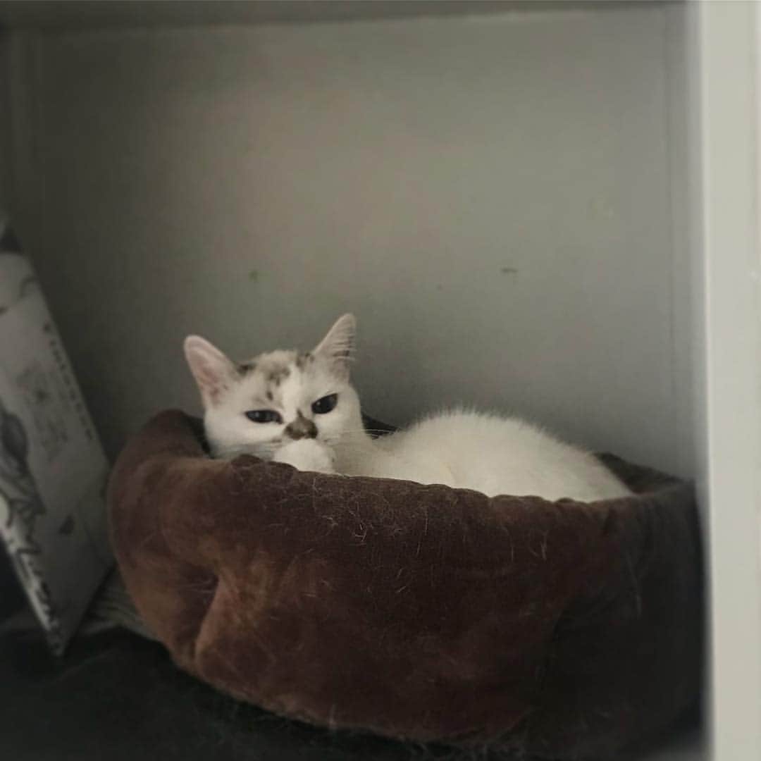 naoko nakuiのインスタグラム：「昨夜から冬の別荘にきたわ。#ilovecat」