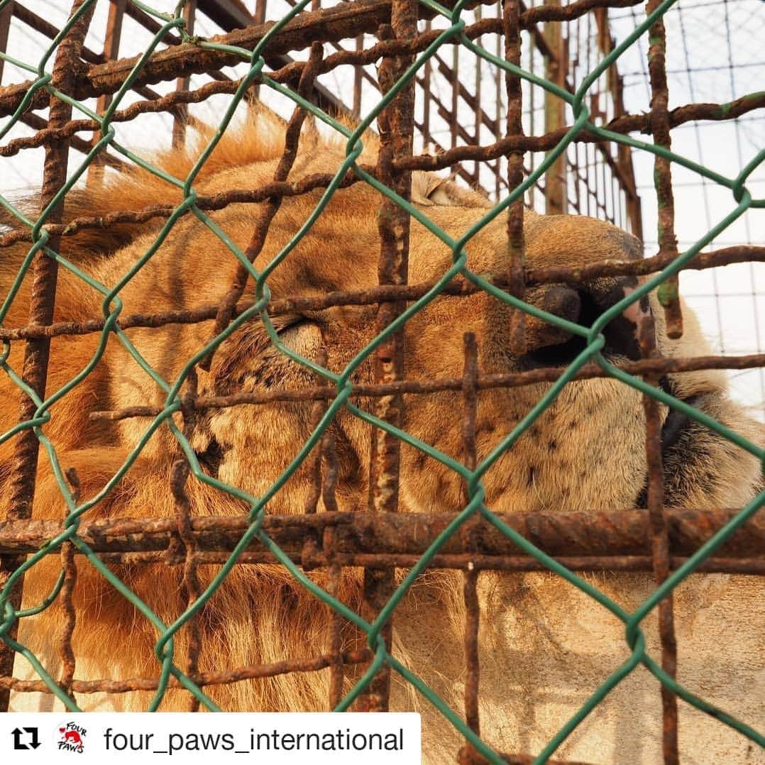 Bearsのインスタグラム：「Thank heaven, the rescue mission begins!! 🙏🏻 Dear @four_paws_international team, our fingers are tightly crossed!!! Please get these poor sweethearts out of this hell! 🦁🐻🦓🦌 Our donation is already on the way.  If you want to help these animals, please follow the link in my bio. ♥  #Repost @four_paws_international (@get_repost) ・・・ ⛔ #NoMoreFierZoo ⛔ TODAY IS THE DAY- finally they are getting out❗ We are on our way to the Safari Park Zoo in Fier right now, where twelve wild animals are waiting for us to be rescued! An almost blind lion named Lenci 🦁 and the three-legged bear Dushi 🐻 are among them and waiting to get out of this hell, they had to live in and suffer for such a long time.  Keep your fingers crossed for us!🤞 As you all know, this is a risky mission, but we want to take you along, so please stay tuned, watch our stories and be a part of this rescue!」