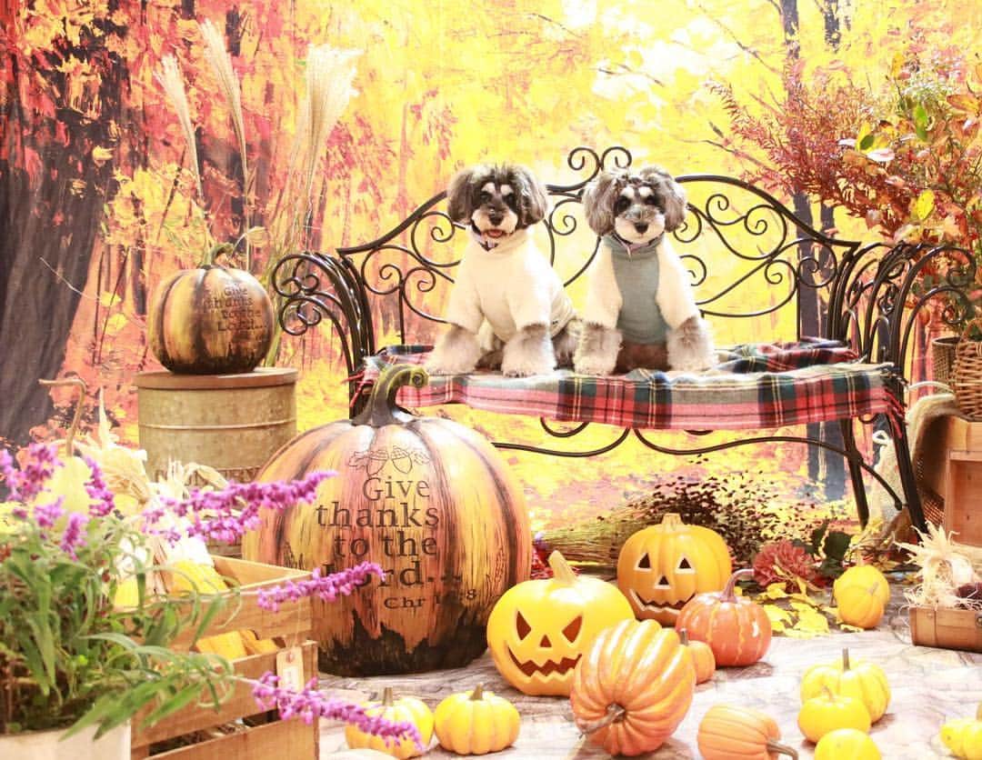 中野区在住のミニシュナのInstagramのグルメインスタ