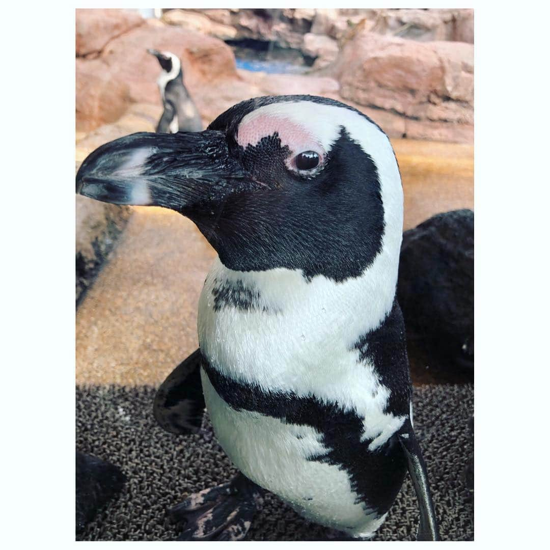 馬場園梓さんのインスタグラム写真 - (馬場園梓Instagram)「へい♪  今日は、なんばグランド花月のお出番をいただいておりました！  たくさんのお運び、 誠にありがとうございました˚✧₊ そして こちらは先日 関西テレビ 「雨上がりのフォトぶら♪」 のロケで京都水族館に行った時に出会った可愛い子ちゃん！  すごく近くまで来てくれるのでたまらない。  せっかくですから  わたしの推しペン🐧おすそわけ。  とても綺麗な水族館ですし、 他にもたくさんかわいい動物がいましたよ♪  それから、 京都駅前にあるカフェ フルールさんのパンケーキが、 生クリームがダイナミックなのに甘さ控えめで激烈に美味しかったので、こちらもおすすめ🍴  ペン を食べてるわけじゃないよ♪  フォトぶら♪は 毎週土曜日、夕方6時半からです！  ですから  ルン♪  #yeah #happy #NGK #お出番 #フォトぶら #京都 #水族館 #ペンギン #フンボルトペンギン #癒し #カフェ #フルール #パンケーキ #生クリーム  #球体 #ご機嫌 #ルン♪」10月28日 22時12分 - babazonoazusa