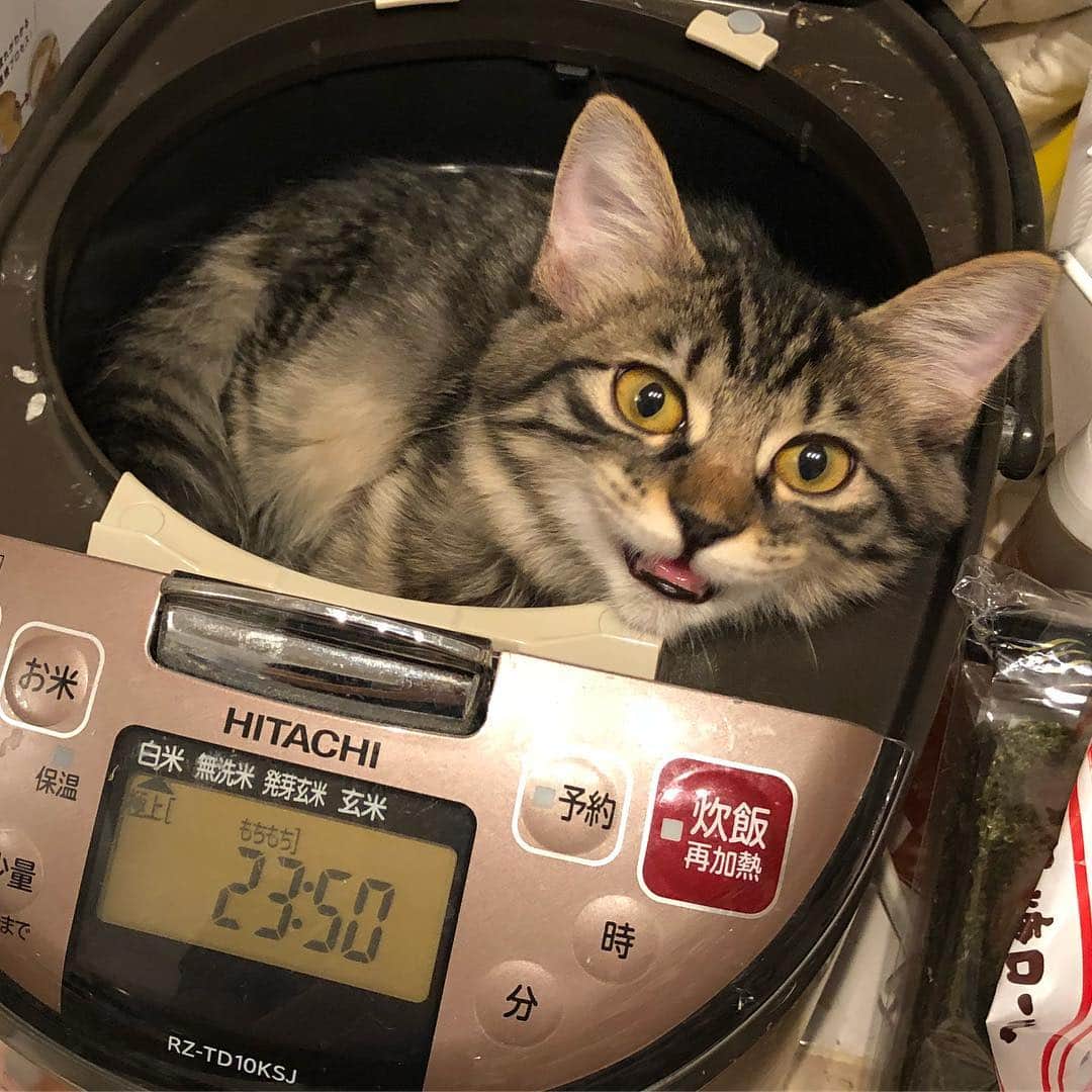 市岡元気さんのインスタグラム写真 - (市岡元気Instagram)「#猫 #炊飯器  家無事着きましたー 驚いた！！ ニャーじゃないよ！ お前はなぜそこにいる？」10月29日 0時00分 - genki_ichioka