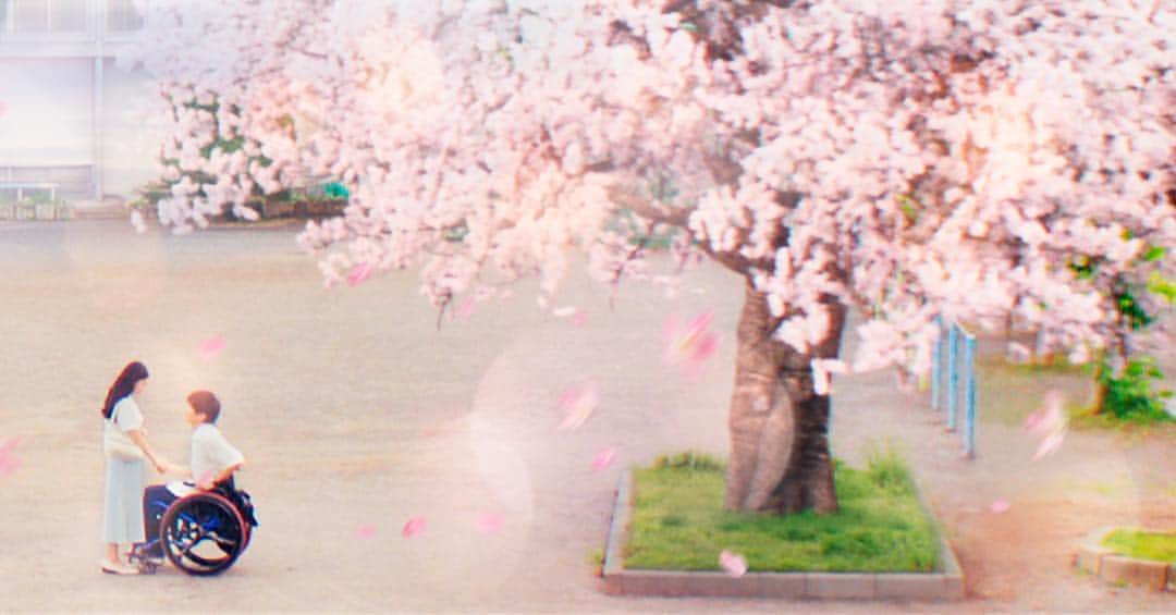 映画『パーフェクトワールド 君といる奇跡』公式のインスタグラム：「. 【📕つぐみ's Diary...✍🏻🌸】 . #桜 . 絵にも描いた桜の木🌸 . こうやってまたこの木を 見に来れるなんて夢みたいだなぁ . あの時と変わらない景色。 懐かしいなぁ。 . あの時は伝えられなかった想い、 今度はちゃんと先輩に伝えられるかな。 . #岩田剛典 #杉咲花 #つぐみDiary #先輩 #先輩と後輩 #大好きな先輩 #パーフェクトワールド君といる奇跡 #パーフェクトワールド #映画 #movie」