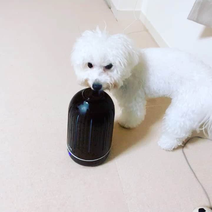 ハナマサのインスタグラム：「ディフューザーにオイル入れないで加湿として使ってるんだけど。 蒸気がきになるようでぺろぺろしに来る。 これだと出てくる蒸気熱くなないからいいけどいつか大量に水こぼされそうだから置き場を検討笑 #ビションフリーゼ #hanamasagram #ハナマサグラム」