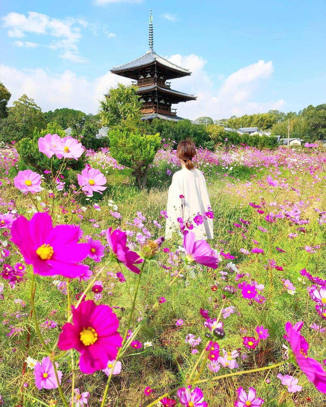 yoka1124さんのインスタグラム写真 - (yoka1124Instagram)「お父さん、お母さんと 秋桜を見に法起寺へ ・ ・ とても、とても綺麗でした ・ ・ お母さんの鬼太郎みたいの服はスルーしてください ・ ・ ・ ・ ・ ・ ・ #reca #japan #japantrip #japan_of_insta #奈良 #法起寺 #コスモス #秋桜 #プチ旅行 #trip #コスモス畑 #秋旅 #instagood #instatravel #temple #お寺 #国宝 #japantravel #nara」10月29日 19時13分 - yoka1124