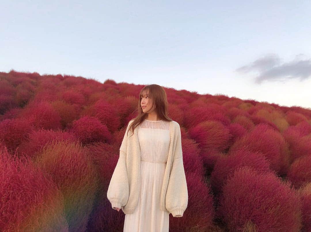 重盛さと美さんのインスタグラム写真 - (重盛さと美Instagram)「想像よりずっと🌈✨✨ 赤くて綺麗で素敵だった✨✨ #コキア#ひたち海浜公園 🎥 @kosho1128」10月29日 19時16分 - satomi_shigemori
