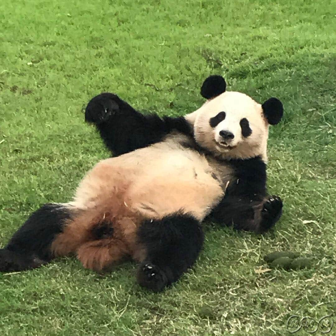 あさイチさんのインスタグラム写真 - (あさイチInstagram)「もふもふ❣️明日30日は動物園特集！2枚目は副島さんがスマホで撮ったパンダ🐼何のポーズ‥？ #もふもふ #アフロももふもふ #副島淳 さん #アルパカ #パンダ #🐼 #ライオン #カピバラ #もふもふたくさん #動物園 #特集 #nhk #あさイチ #8時15分から」10月29日 14時07分 - nhk_asaichi