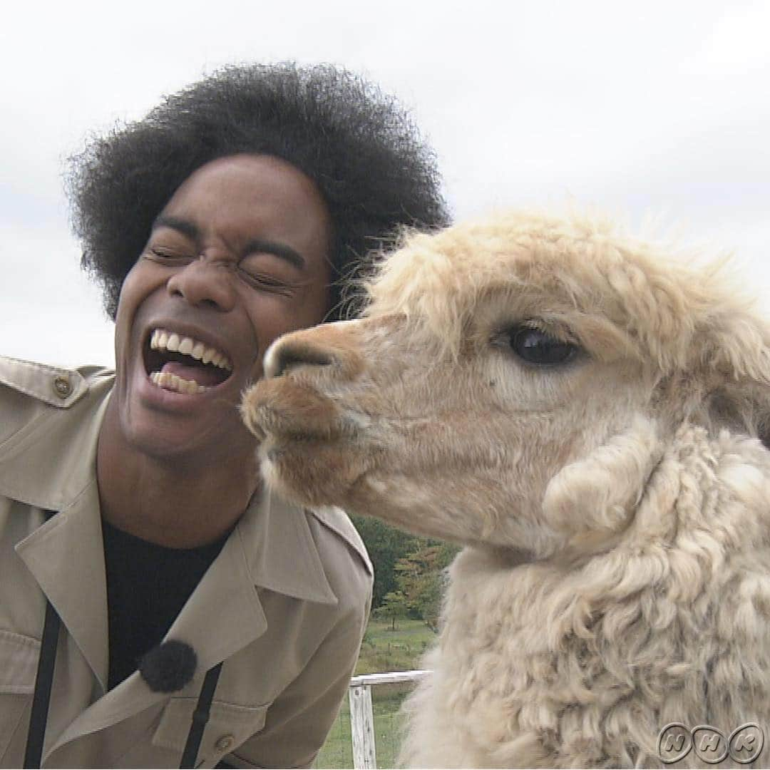 あさイチさんのインスタグラム写真 - (あさイチInstagram)「もふもふ❣️明日30日は動物園特集！2枚目は副島さんがスマホで撮ったパンダ🐼何のポーズ‥？ #もふもふ #アフロももふもふ #副島淳 さん #アルパカ #パンダ #🐼 #ライオン #カピバラ #もふもふたくさん #動物園 #特集 #nhk #あさイチ #8時15分から」10月29日 14時07分 - nhk_asaichi