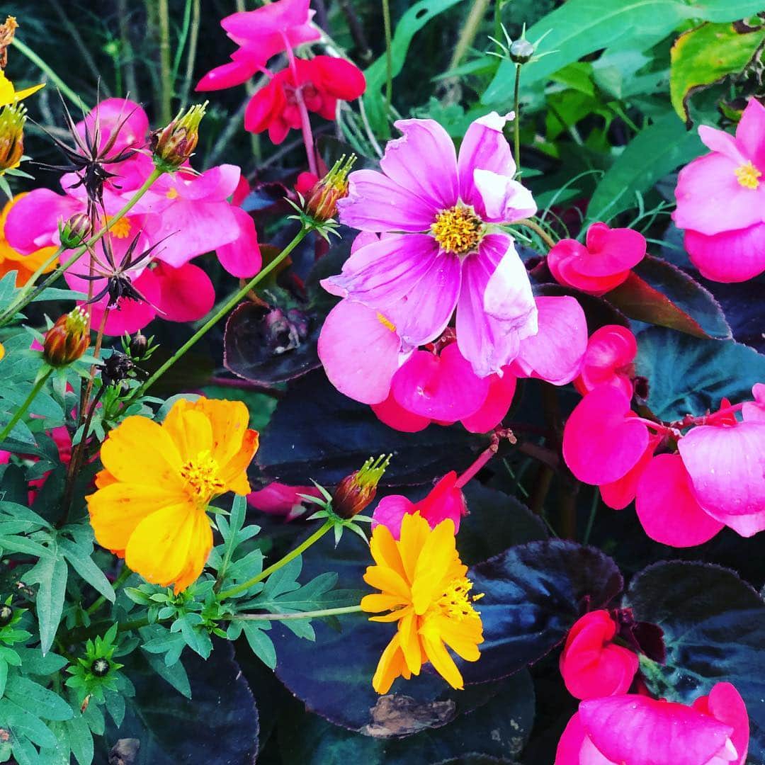 長与千種さんのインスタグラム写真 - (長与千種Instagram)「花 花 花💐🌼🌸 美しくて 逞しい。  #marvelous_prowrestling  #花  #艶」10月29日 17時06分 - chigusanagayo