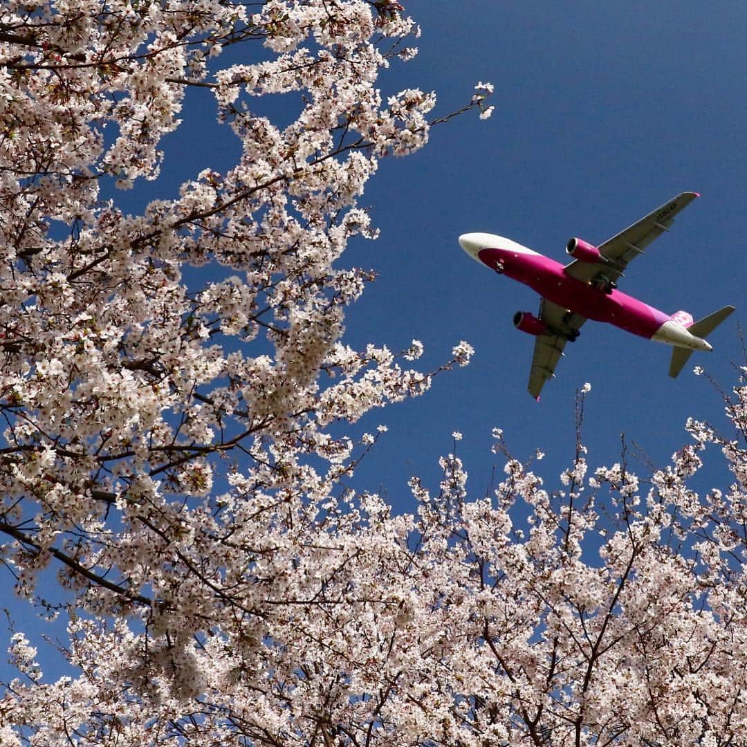 ピーチ・アビエーションさんのインスタグラム写真 - (ピーチ・アビエーションInstagram)「2018年Peachベストショットコンテストの受賞作品の続編です！ 本日は優秀賞第2作品目をご紹介。 . 受賞者 @un_avion77w さんの作品です！ ふと桜を見上げると視界に飛び込む飛行機。春の到来に心踊る瞬間ですね！ 2019年デジタルカレンダーに使用させていただきます！ . デジタルカレンダーはPeachふるさと納税の謝礼品としてお贈りしています。 . 詳しくはこちら　 http://www.flypeach.com/pc/jp/um/specials/peach_point/furusato_tax . 来週は優秀賞第3作品目を紹介します。お楽しみに！ . #fly_peach」10月29日 17時12分 - flypeach