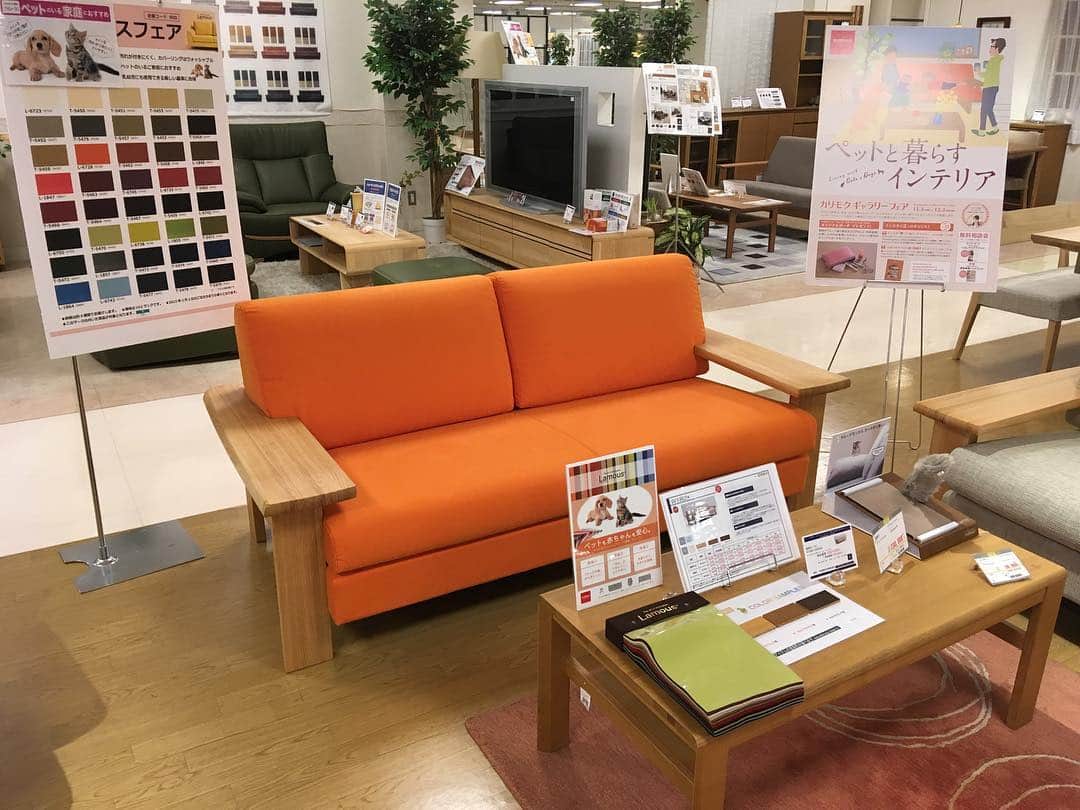 カリモクギャラリー公式アカウントのインスタグラム：「#アイソウ本店 ワンちゃんネコちゃんと一緒に過ごせるソファが 入荷しました。鮮やかなオレンジのラムース張りで キズや汚れに強い素材です。 是非、店頭でご体感下さい！  #karimokugallery_official」