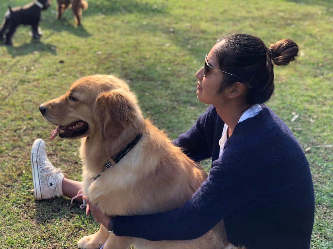 のインスタグラム：「🐶🐶🐶🐶 My brother:)癒し #kai#goldenretriever」