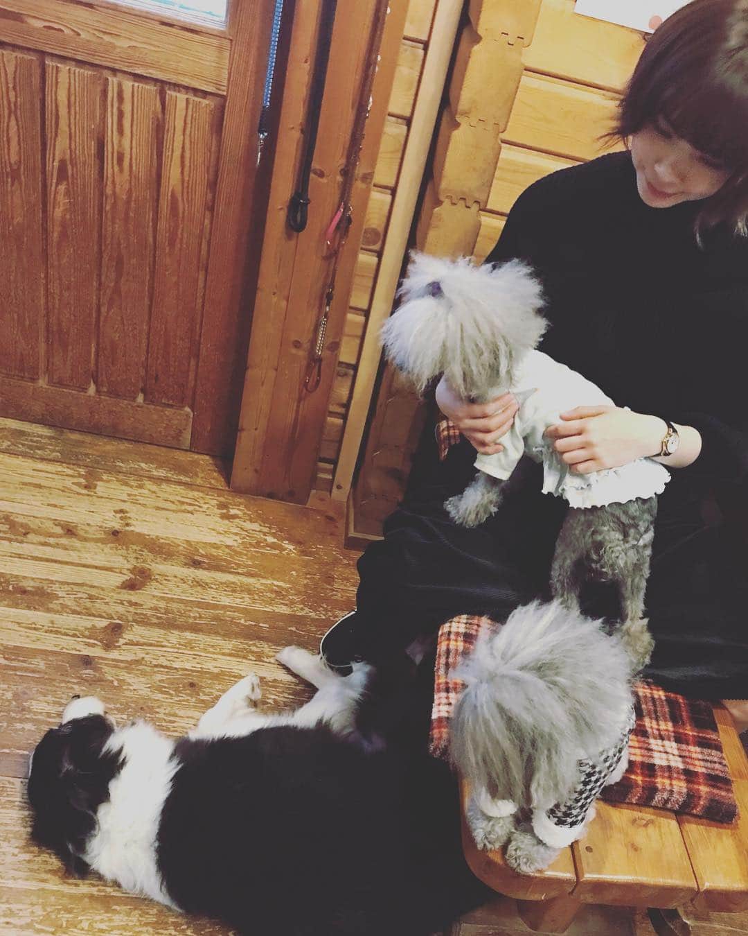 蒼山幸子さんのインスタグラム写真 - (蒼山幸子Instagram)「先日の犬パラダイスの様子。 気づいたら集結してくるので かわいい。🐕 また広くて大きな 気持ちをもらいました。😌」10月29日 23時45分 - sachiko_aoyama
