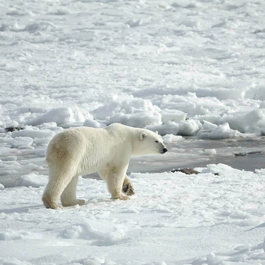 Polar Bearsのインスタグラム：「Leisurely stroll .. probably in search of its next meal.😎 Magnificent creature! 😍 .  #savepolarbears #polarcouture #savethearctic #saveourseaice #polarbear #climatechange #globalwarming #sustainability #sustainableliving#lovepolarbears #lovebears #sustainablestyle #saveouroceans #bears #arcticprotection #northpole #orsopolare #ourspolaire #monaco #cotedazur #principautedemonaco #frenchriviera #casualchic #wildlifeprotection #wildlifeadventures #plasticfreeoceans」