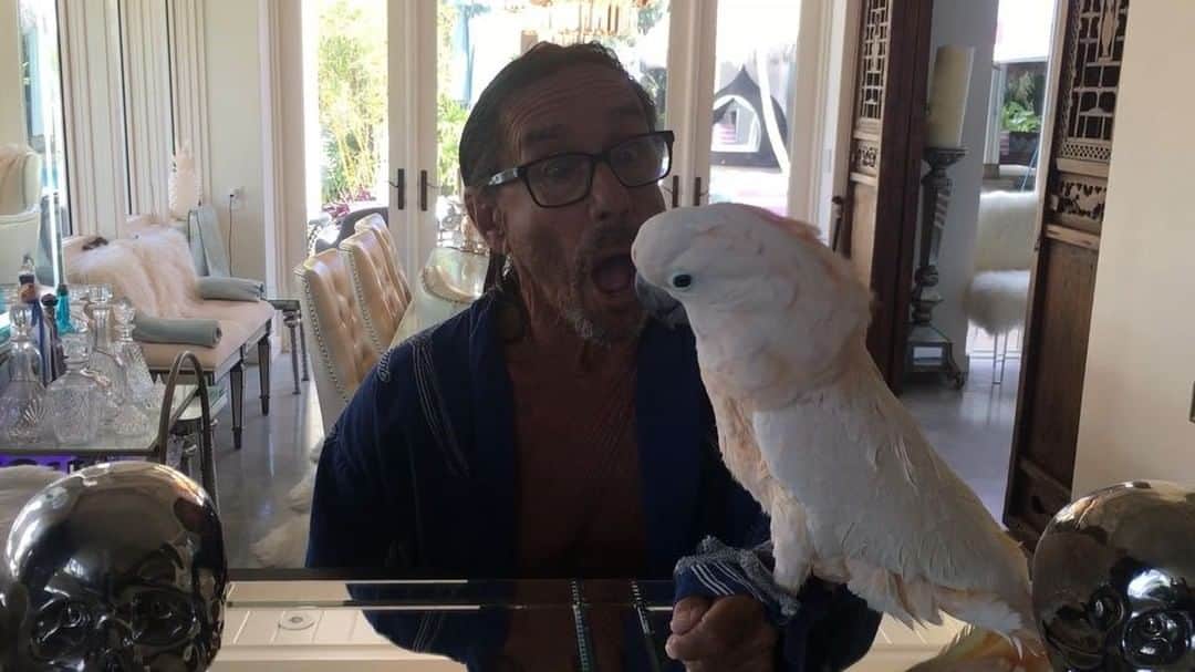 のインスタグラム：「To all the creatures out there, big and small... #HappyHalloween from the Pops #BiggyPop the #Moluccan #cockatoo #IggyPop #Nina and #Angel the #sulphurcrestedcockatoo  guest starring #Chucky  Song #Creature by @tijuanapanthers  #Birds #Petstagram #fauxfur #fauxrug #fauxfeathers #realbirds #Halloween #jibjab #Boo」