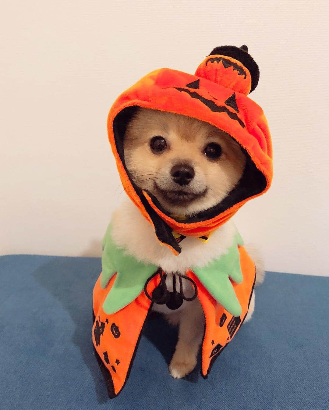 篠崎愛さんのインスタグラム写真 - (篠崎愛Instagram)「🎃」10月30日 19時55分 - shinopp._.ai