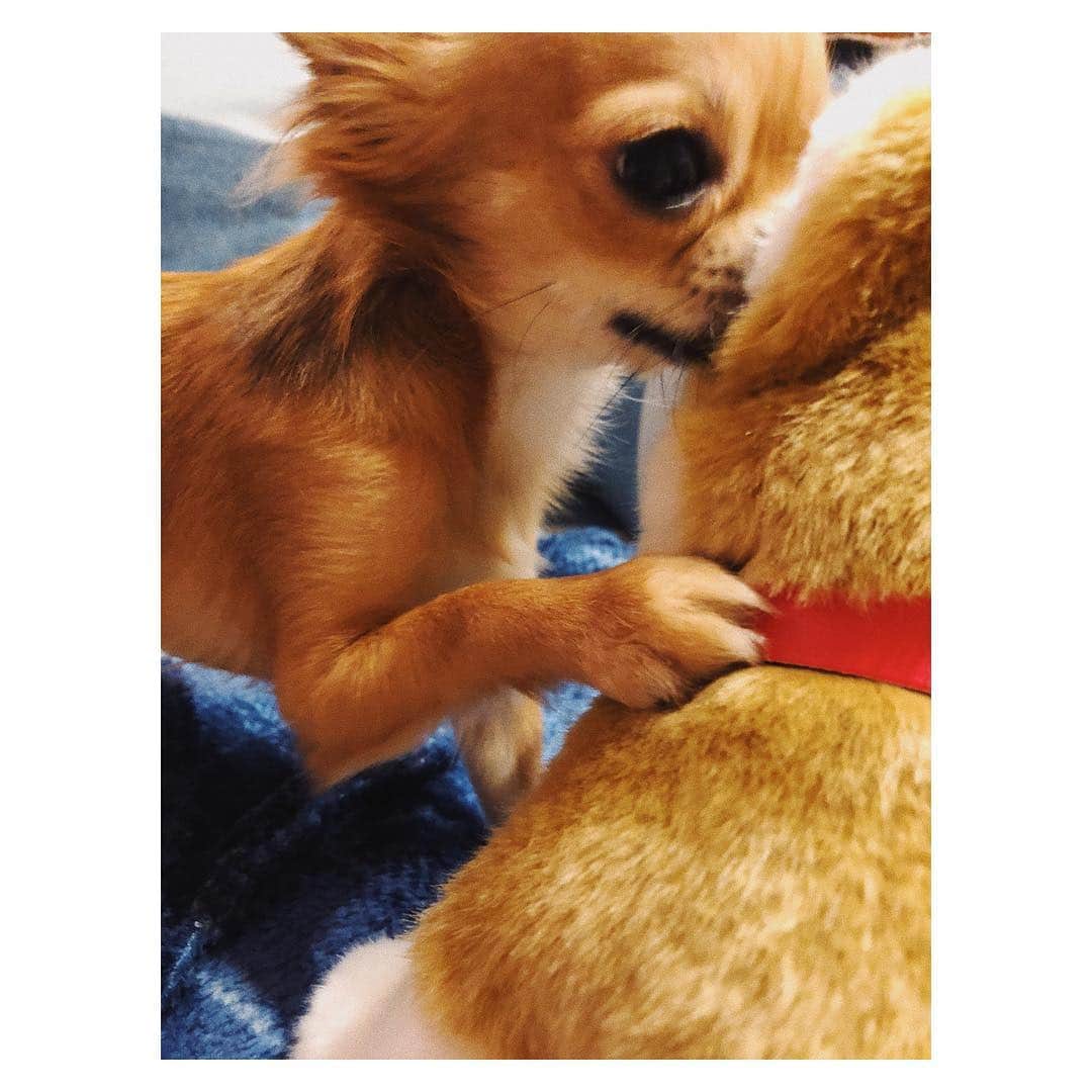 水谷望愛さんのインスタグラム写真 - (水谷望愛Instagram)「🐶 ❤️ ❤️ ❤️ 友達できました❤︎ #マサル#いぬすたぐらむ#チワワ#1さい#dogstagram#dogs#chihuahua#charlie#🐶」10月31日 1時00分 - noa0209_x_x_